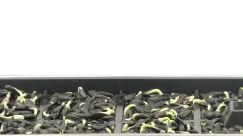 Time-lapse of germinating sunflower seeds 12a2 Stock Footage 12163161