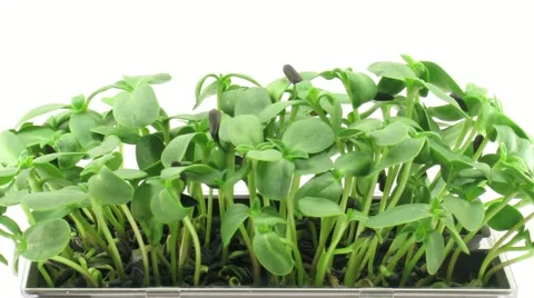 Time-lapse of germinating sunflower seeds (DCI-2K) 11b2 Stock Footage 12244292