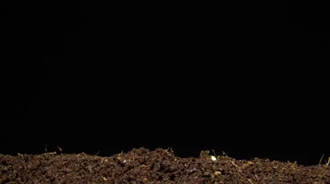 Time-lapse of germinating sunflower seeds Stock Footage 45033099