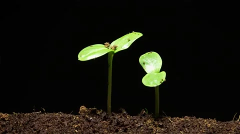 Time-lapse of germinating sunflower seeds Stock Footage 45034221