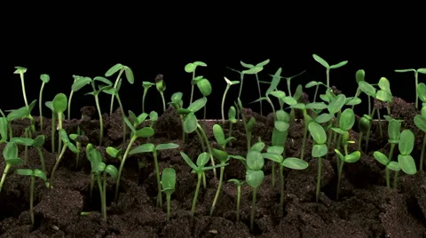 Time-lapse of germinating sunflower seeds in RGB + ALPHA matte format (720p) Vidéo 56974733