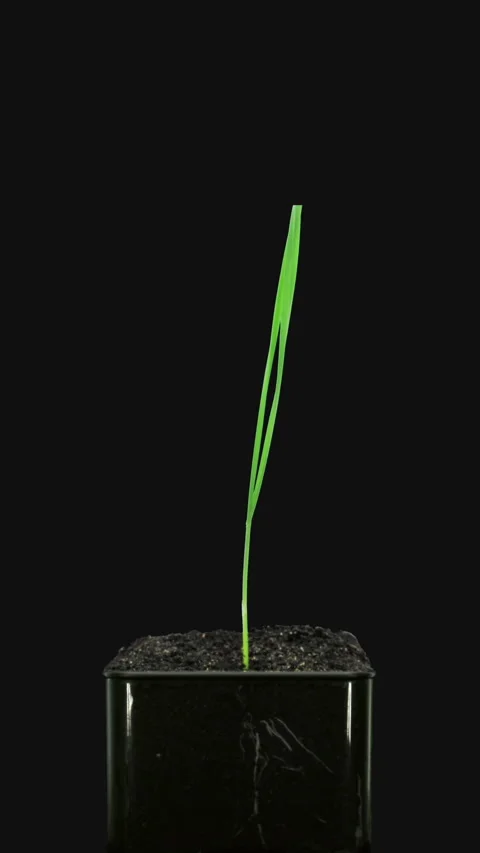 Time lapse of germinating wheat seeds with ALPHA channel Stock Footage 301766397