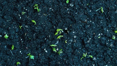 Time lapse germination of lettuce Stock Footage 129558793