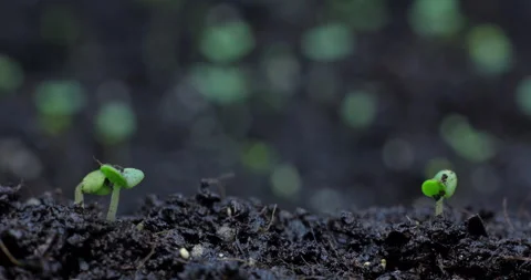 Time-lapse germination of sprouts of flower crops. Rapid plant growth in 4K Vídeos de archivo 158958109