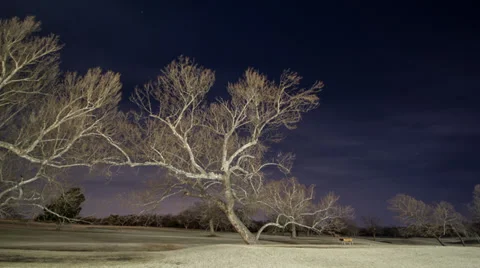 Time Lapse -Ghostly Trees Night Stock Footage 39551087