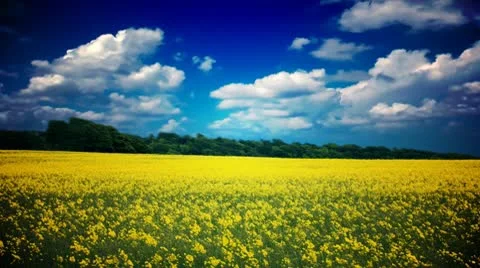 Time-lapse Golden field. Stock Footage 10561692