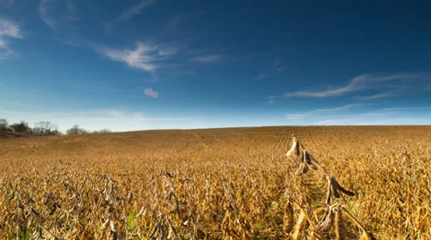 Time Lapse - Golden Field Stock Footage 39552869