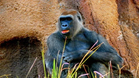 Time-lapse  - Gorilla scratching himself Stock Footage 41785533