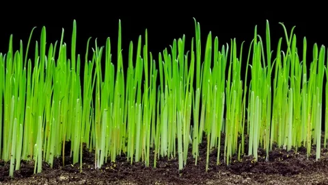 Time-lapse of grass and oat growing. 4k footage with alpha channel Stock Footage 69841940