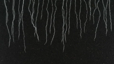 Time lapse of grass germinating and growing in a rhizobox Vidéo 280331618