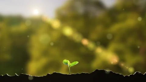 Time-lapse of Grass Sprouting and Growing in the Sunlight Stock Footage 333391920