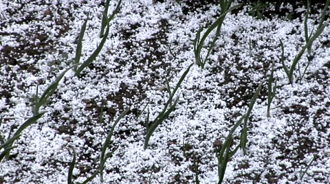 Time Lapse of Graupel (Soft Hail) Shower in Garden Stock Footage 54730460