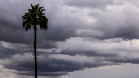 Time lapse of gray storm clouds and palm tree Stock-Footage 45295664