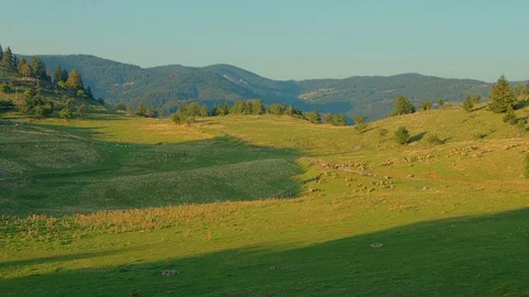 Time lapse with grazing sheeps and live stock on the green field pasture Stock Footage 79674833