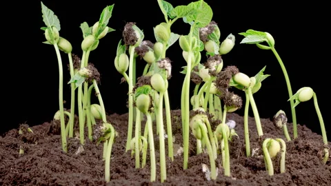 Time Lapse of Green Beans Growing on Black Background Stock Footage 299600236