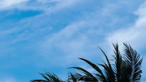 Time Lapse, Green coconut trees contrast with the blue sky. Stock Footage 275568922