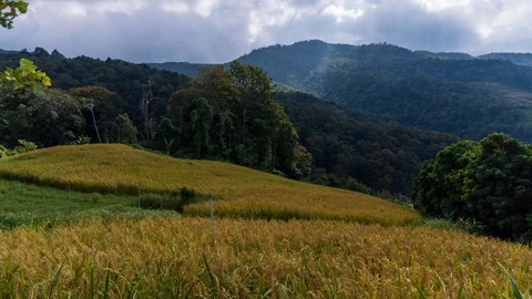 Time lapse: Green fields when the sun rises Stock Footage 121361531