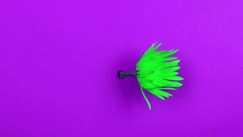 Time lapse of a green flower on a violet background. Poisonously bright colors Stock Footage 222600033