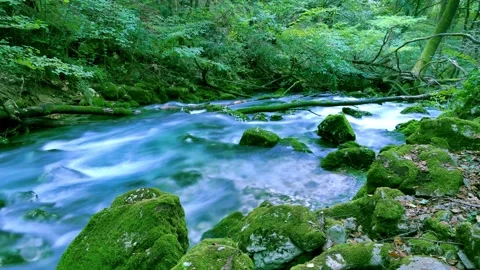 Time lapse of green forest river Stock Footage 144976368
