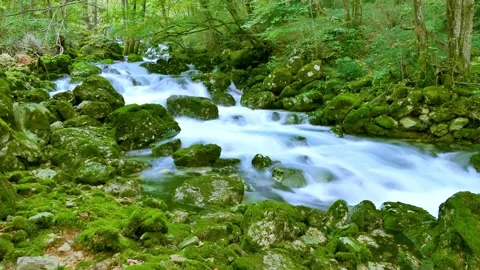Time lapse of green forest river Stock Footage 145054236