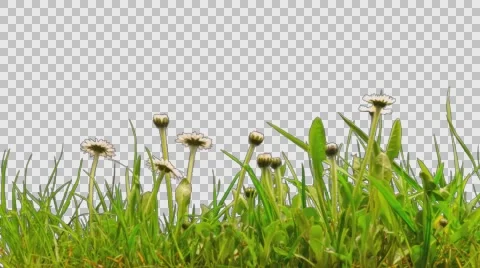 Time-Lapse of Green Grass and daisies Growing - Isolated With Alpha Channel 스톡 동영상 60758996