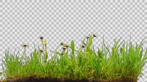 Time-Lapse of Green Grass and daisies Growing - Isolated With Alpha Channel 스톡 동영상 60759562