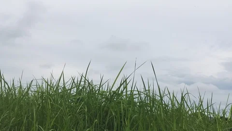 Time lapse green grass clouds background Stock-Footage 115428225