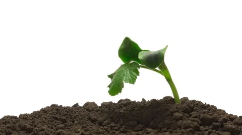 Time-lapse green grass drying - transparent png with alpha channel Stock Footage 2712319