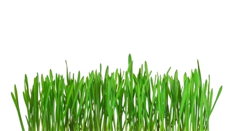 Time-lapse green grass growing - isolated with alpha channel Vidéo 2805671