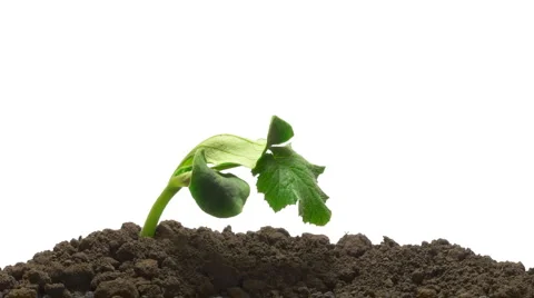 Time-lapse green grass growing - isolated on white alpha mate Stock Footage