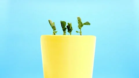 Time-lapse of green plant sprouting in yellow blank pot against serene blue Stock Footage 265601167
