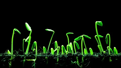 Time lapse of green seeds sprouting from soil on black background Video stock 335038790