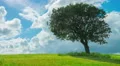 Time-lapse of green tree growing alone in field, clouds flying in blue sky 4k or 4k+ Resolution