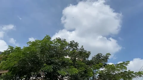 Time lapse, Green trees and blue sky Stock Footage 163753786