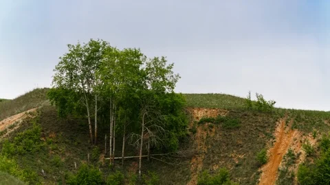 Time lapse. The green trees on the hill sway in the wind. Stock Footage 116599547