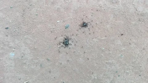Time-lapse of A group of ants are feeding Stock Footage