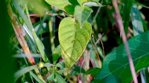 Time Lapse of a group of ants crossing a leaf Stock Footage 280531664