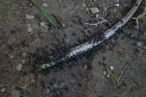 Time Lapse of a group of ants picking 库存影片 252137183