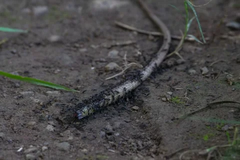 Time Lapse of a group of ants picking 库存影片 252137385