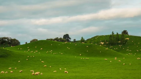 Time Lapse - Group of Sheeps Grazing on the Hills in New Zealand Stock Footage 58295330