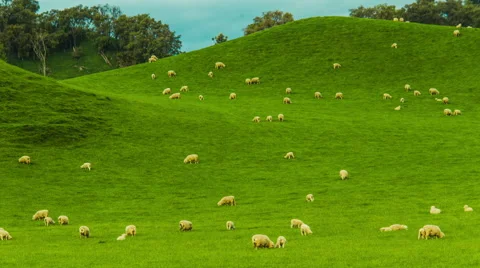 Time Lapse - Group of Sheeps Grazing on the Hills Stock Footage 61182728