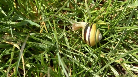 Time-lapse: grove snail (cepaea nemoralis) moving through the grass in spring Stock Footage 107789452