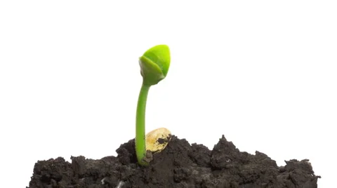 Time-lapse grow sprout from seed - isolated on white background Stock Footage