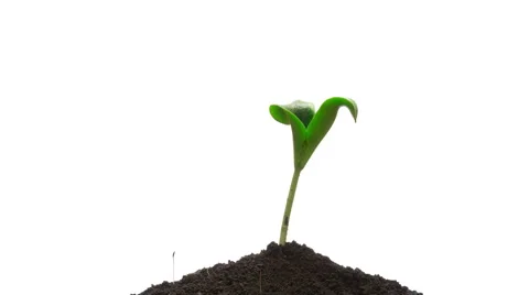 Time-lapse grow sprout from soil - isolated on white background Stock Footage 1217640