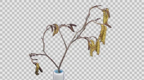 Time-lapse of growing aments on tree, 4K with ALPHA channel Stock Footage 68677046