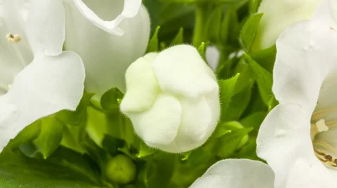 Time lapse of growing and blooming Gloxinia  white flower Stock Footage 53835945