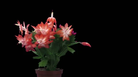 Time-lapse of growing and blooming pink Christmas cactus in RGB + ALPHA matte Stock Footage 67851475