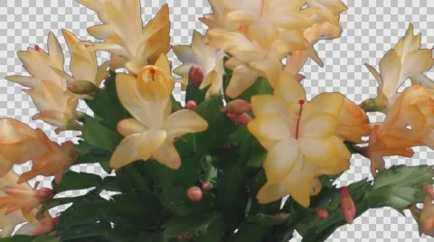 Time-lapse of growing and blooming orange Christmas cactus with ALPHA Stock Footage
