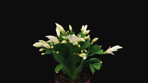 Time-lapse of growing and blooming white Christmas cactus with ALPHA channel Stock Footage 102300598