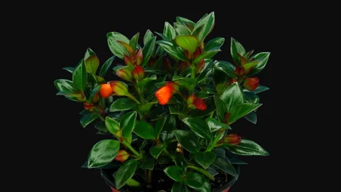 Time-lapse of growing and blooming nematanthus flower, 3K with ALPHA channel Stock Footage 103454554
